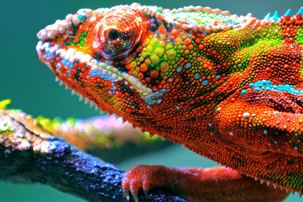 Colorful Chameleon