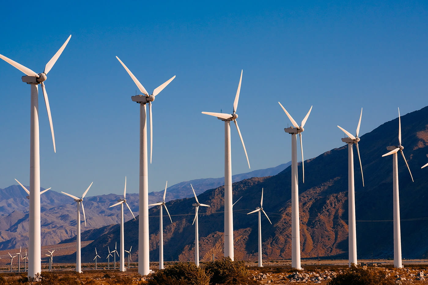 A field full of windmills.