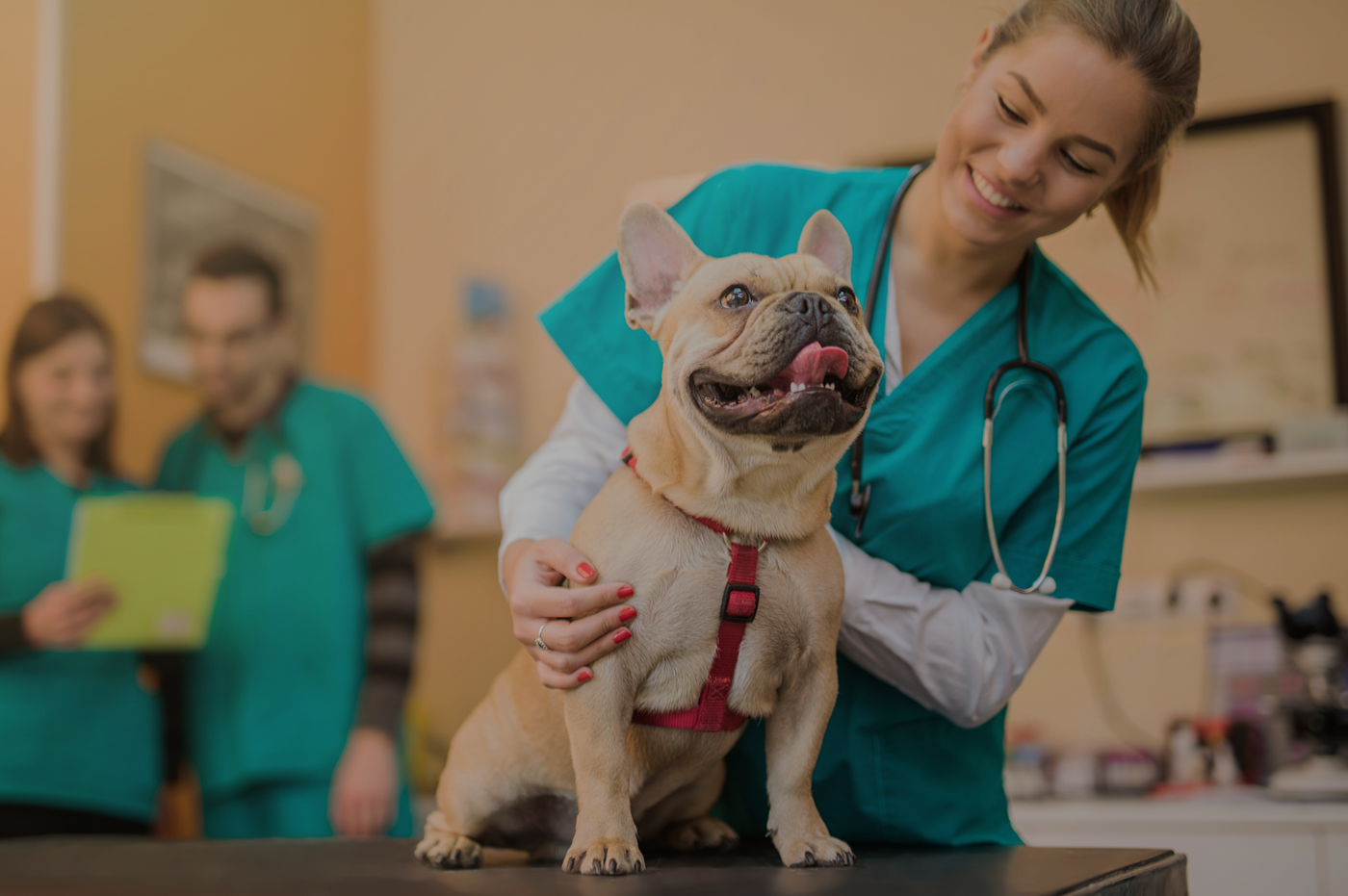 Vet and a French Bulldog